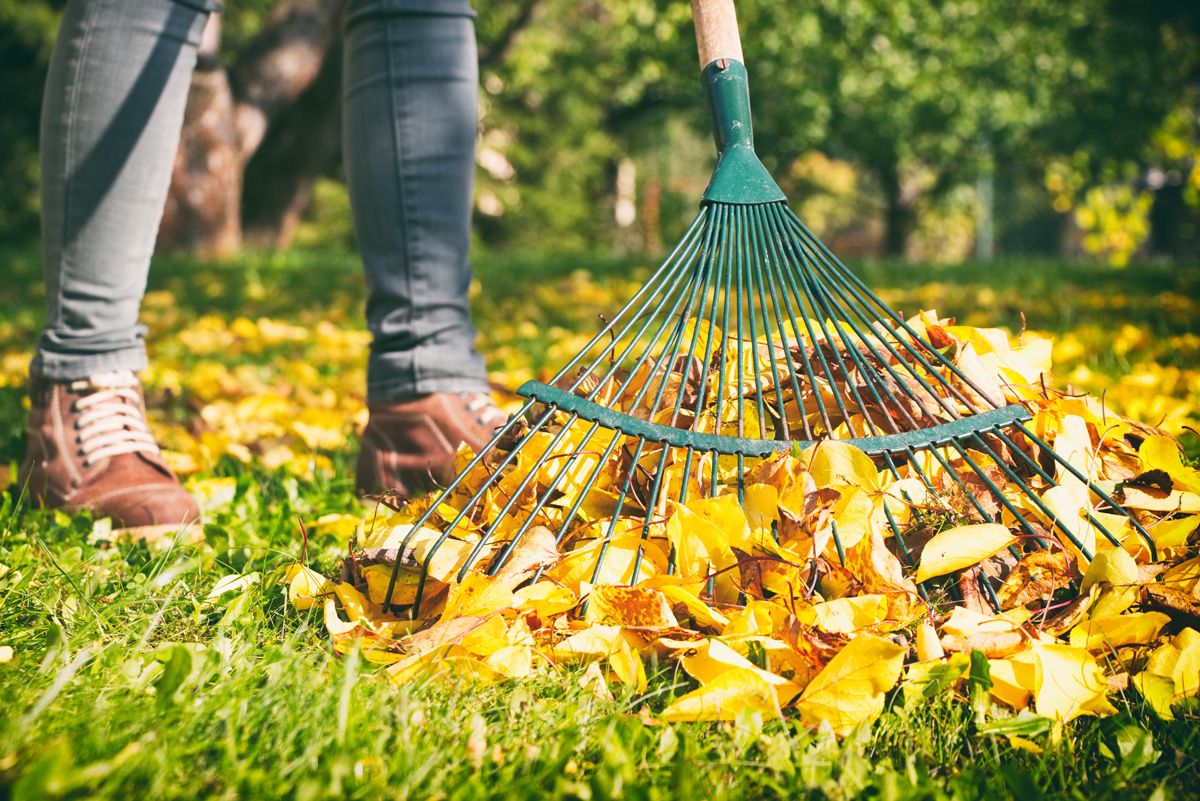 Autumn Cleaning with Qivzex: Cleanliness and Order